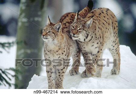 Lynx (Lynx lynx) mother and cub. Standing close together in snow. Winter. National Park Bavarian Forest. Germany. View Large Photo Image Picture - Lynx (Lynx lynx) mother and cub. Standing close together in snow. Winter. National Park Bavarian Forest. Germany.. Fotosearch