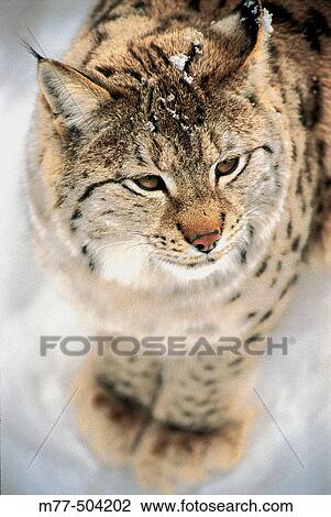 Lynx, (Lynx lynx), snow, winter. View Large Photo Image Stock Image - Lynx, (Lynx lynx), snow, winter.. Fotosearch