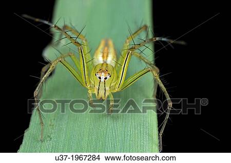 Lynx spider. Image taken at Kampung Satau, Malaysia. View Large Photo Image Picture - Lynx spider. Image taken at Kampung Satau, Malaysia.. Fotosearch