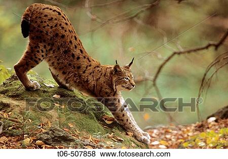Lynx stretching (Lynx lynx) captive. Bayerischer Wald Nationalpark, Germany View Large Photo Image Stock Photo - Lynx stretching (Lynx lynx) captive. Bayerischer Wald Nationalpark, Germany. Fotosearch