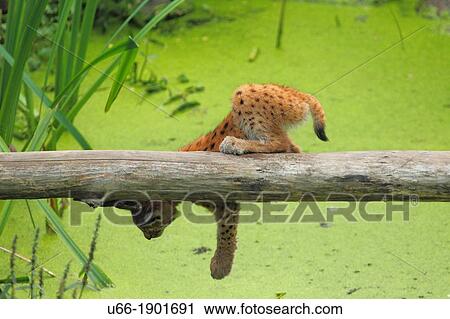 Lynx, Uppland, Sweden. View Large Photo Image Stock Image - Lynx, Uppland, Sweden.. Fotosearch