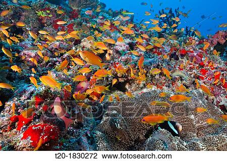 Lyretail Anthias in Coral Reef, Pseudanthias squamipinnis, Felidhu Atoll, Maldives View Large Photo Image Stock Image - Lyretail Anthias in Coral Reef, Pseudanthias squamipinnis, Felidhu Atoll, Maldives. Fotosearch