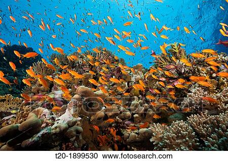 Stock Image - Lyretail Anthias over Reef, Pseudanthias squamipinnis, Elphinstone, Red Sea, Egypt. Fotosearch