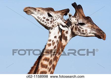 Maasai Giraffe (Giraffa camelopardalis tippelskirchi) group head portrait, Maasai Mara National Reserve, Kenya View Large Photo Image Stock Photo - Maasai Giraffe (Giraffa camelopardalis tippelskirchi) group head portrait, Maasai Mara National Reserve, Kenya. Fotosearch