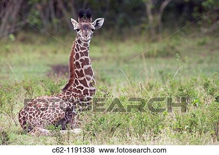 Maasai Giraffe (Giraffa camelopardalis tippelskirchi) calf sitting, Maasai Mara National Reserve, Kenya View Large Photo Image Stock Photo - Maasai Giraffe (Giraffa camelopardalis tippelskirchi) calf sitting, Maasai Mara National Reserve, Kenya. Fotosearch