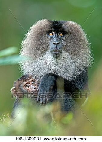 Stock Image - Macaca silenus, Lion-tailed Macaque. Fotosearch