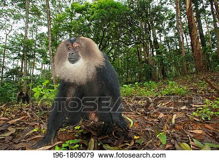 Stock Photo - Macaca silenus, Lion-tailed Macaque. Fotosearch