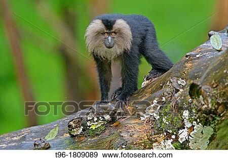 Macaca silenus, Lion-tailed Macaque View Large Photo Image Stock Photo - Macaca silenus, Lion-tailed Macaque. Fotosearch