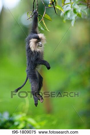 Macaca silenus, Lion-tailed Macaque View Large Photo Image Stock Photography - Macaca silenus, Lion-tailed Macaque. Fotosearch