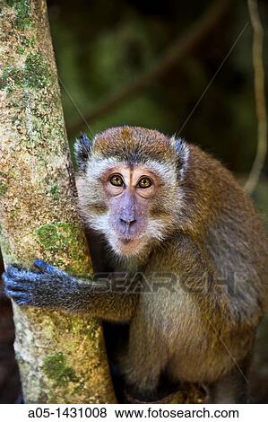 Macaque Macaca fascicularis Railay Beach, mangrove, Krabi, Thailand. View Large Photo Image Stock Photo - Macaque Macaca fascicularis Railay Beach, mangrove, Krabi, Thailand.. Fotosearch