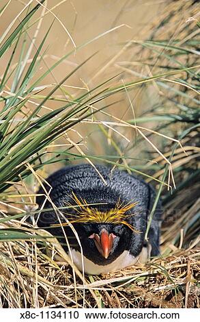 Stock Image - Macaroni Penguin Eudyptes Chrysolophus procument in colony in tussock gras, frontal portrait Antarctica, Subantarctica, South Georgia, November 2003. Fotosearch