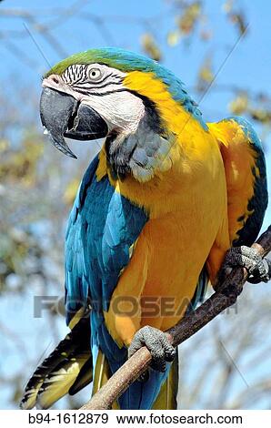 Stock Photo - Macaw parrot. Fotosearch