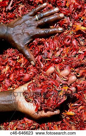 Stock Image - Mace. Grenada, Caribbean. Fotosearch