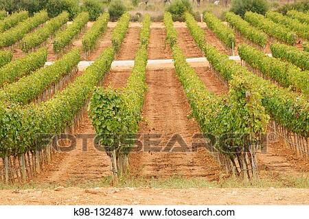Macia Batle Vineyard in Santa Maria Raiguer Mallorca Illes Balears Spain View Large Photo Image Picture - Macia Batle Vineyard in Santa Maria Raiguer Mallorca Illes Balears Spain. Fotosearch