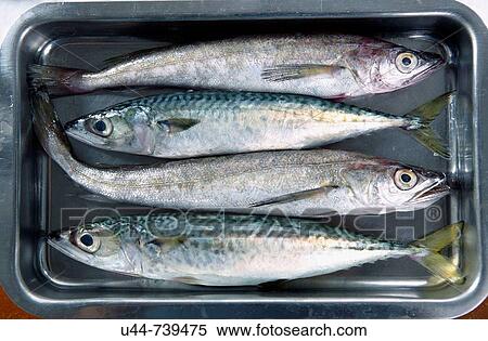 Mackerel and Hake in an iron tray View Large Photo Image Stock Photography - Mackerel and Hake in an iron tray. Fotosearch