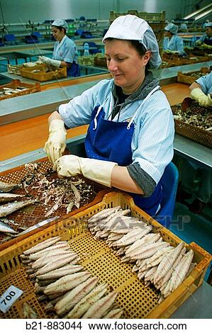Mackerel during canning process, USISA trademark, Isla Cristina, Huelva province, Andalusia, Spain View Large Photo Image Picture - Mackerel during canning process, USISA trademark, Isla Cristina, Huelva province, Andalusia, Spain. Fotosearch