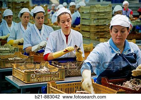 Mackerel during canning process, USISA trademark, Isla Cristina, Huelva province, Andalusia, Spain View Large Photo Image Stock Image - Mackerel during canning process, USISA trademark, Isla Cristina, Huelva province, Andalusia, Spain. Fotosearch