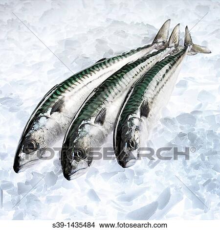 Mackerel on ice View Large Photo Image Picture - Mackerel on ice. Fotosearch