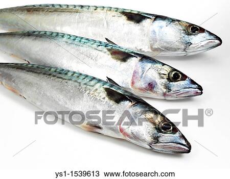 Mackerel, scomber scombrus, Fresh Fish against White Background View Large Photo Image Stock Image - Mackerel, scomber scombrus, Fresh Fish against White Background. Fotosearch