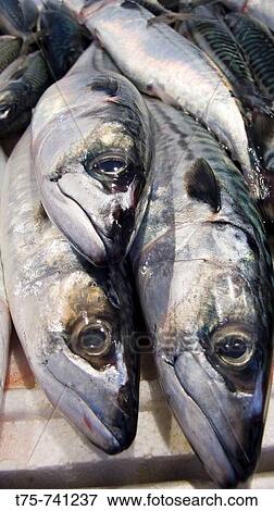 Mackerel View Large Photo Image Stock Photo - Mackerel. Fotosearch