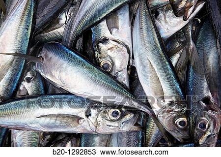 Mackerels at fish market, Santoa, Cantabria, Spain View Large Photo Image Stock Image - Mackerels at fish market, Santoa, Cantabria, Spain. Fotosearch