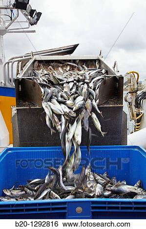 Mackerels, unloading fish from boat at port with a suction pump, Santoa, Cantabria, Spain View Large Photo Image Stock Photograph - Mackerels, unloading fish from boat at port with a suction pump, Santoa, Cantabria, Spain. Fotosearch