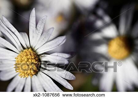macro daisy View Large Photo Image Stock Photograph - macro daisy. Fotosearch