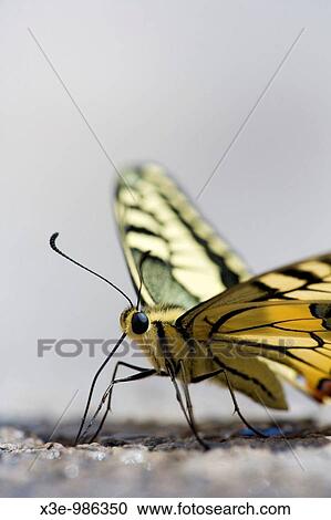 Macro de una mariposa View Large Photo Image Stock Image - Macro de una mariposa. Fotosearch