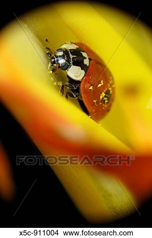 Picture - Macro of ladybird into the flower bud. Fotosearch