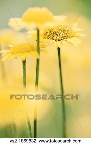 Macro shot of bloming yellow flowers growing in a meadow View Large Photo Image Stock Image - Macro shot of bloming yellow flowers growing in a meadow. Fotosearch