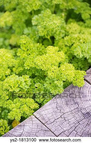 Stock Image - Macro shot of curly parsley growing in garden. Fotosearch