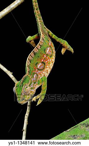 MADAGASCAR FOREST CHAMELEON furcifer campani, ADULT HANGING FROM BRANCH View Large Photo Image Stock Image - MADAGASCAR FOREST CHAMELEON furcifer campani, ADULT HANGING FROM BRANCH. Fotosearch