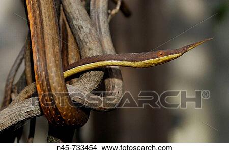 Picture - Madagascar Leaf-Nosed Snake (Langaha madagascariensis). Fotosearch