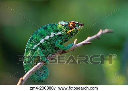 MADAGASCAR, MANDRAKA, PANTHER CHAMELEON, MALE (Furcifer pardalis). View Large Photo Image Stock Photo - MADAGASCAR, MANDRAKA, PANTHER CHAMELEON, MALE (Furcifer pardalis).. Fotosearch