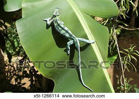 Picture - Madagascar, Parson's chameleon Calumma parsonii. Fotosearch