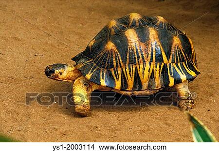 Madagascar Radiated Turtoise, geochelone radiata View Large Photo Image Picture - Madagascar Radiated Turtoise, geochelone radiata. Fotosearch