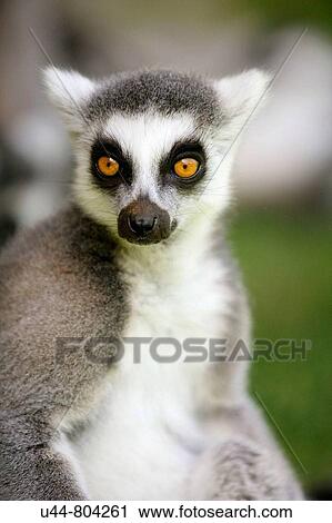 Madagascar Ring Tailed Lemur portrait View Large Photo Image Stock Image - Madagascar Ring Tailed Lemur portrait. Fotosearch