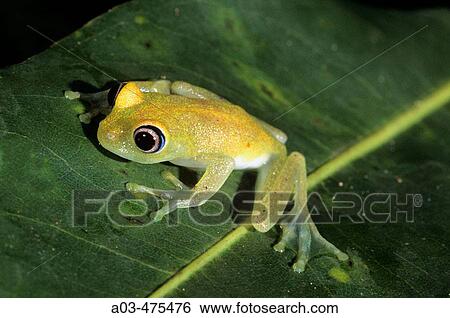 Madagascar Tree Frog, Boophis leuteus, Perinet Rainforest Reserve, Madagascar View Large Photo Image Stock Photograph - Madagascar Tree Frog, Boophis leuteus, Perinet Rainforest Reserve, Madagascar. Fotosearch