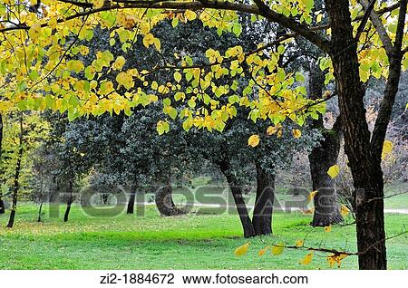 Madrid, Spain, Casa de Campo park in autumn View Large Photo Image Stock Image - Madrid, Spain, Casa de Campo park in autumn. Fotosearch