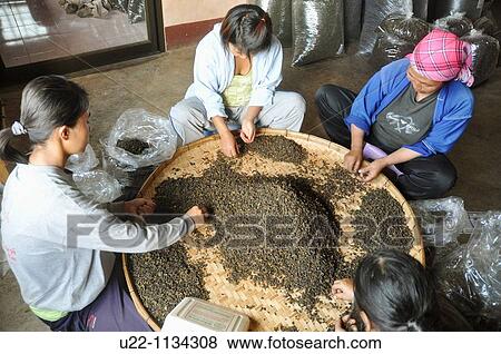 Mae Salong (Thailand): women at work in a tea factory, cleaning the leaves View Large Photo Image Stock Photo - Mae Salong (Thailand): women at work in a tea factory, cleaning the leaves. Fotosearch