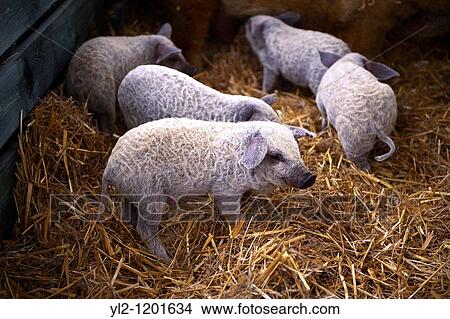 Magalicsa piglets View Large Photo Image Picture - Magalicsa piglets. Fotosearch