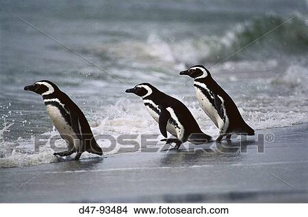 Magellanic Penguin (Spheniscus magellanicus) on beach. Falkland Islands, UK View Large Photo Image Picture - Magellanic Penguin (Spheniscus magellanicus) on beach. Falkland Islands, UK. Fotosearch