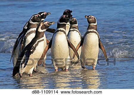 Magellanic Penguin (Spheniscus magellanicus). Saunders Island, Falkland Islands View Large Photo Image Picture - Magellanic Penguin (Spheniscus magellanicus). Saunders Island, Falkland Islands. Fotosearch