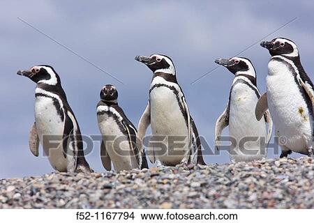 Magellanic Penguin (Spheniscus magellanicus), Patagonia, Argentina View Large Photo Image Picture - Magellanic Penguin (Spheniscus magellanicus), Patagonia, Argentina. Fotosearch