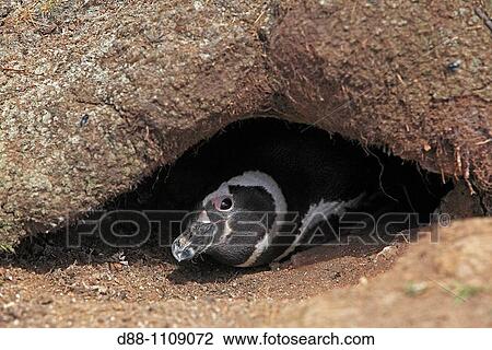 Magellanic Penguin (Spheniscus magellanicus). Pebble Island, Falkland Islands View Large Photo Image Stock Image - Magellanic Penguin (Spheniscus magellanicus). Pebble Island, Falkland Islands. Fotosearch