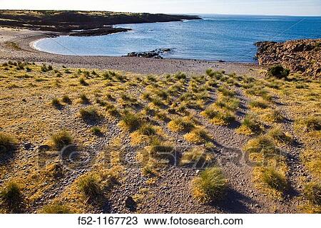 Stock Image - Magellanic Penguin (Spheniscus magellanicus), Patagonia, Argentina. Fotosearch