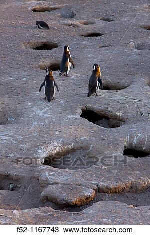 Magellanic Penguin (Spheniscus magellanicus), Patagonia, Argentina View Large Photo Image Stock Image - Magellanic Penguin (Spheniscus magellanicus), Patagonia, Argentina. Fotosearch