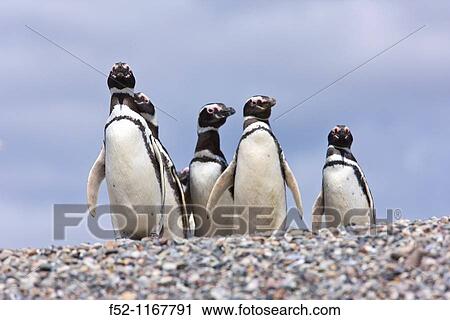 Magellanic Penguin (Spheniscus magellanicus), Patagonia, Argentina View Large Photo Image Stock Image - Magellanic Penguin (Spheniscus magellanicus), Patagonia, Argentina. Fotosearch