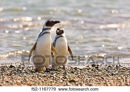 Magellanic Penguin (Spheniscus magellanicus), Patagonia, Argentina View Large Photo Image Stock Photo - Magellanic Penguin (Spheniscus magellanicus), Patagonia, Argentina. Fotosearch