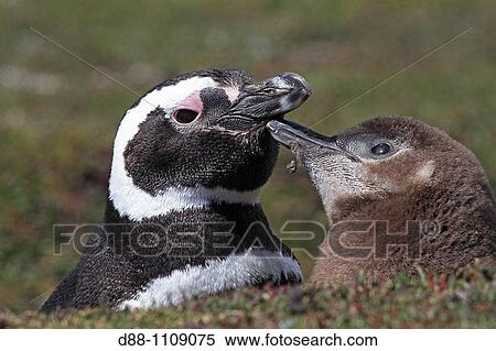 Magellanic Penguin (Spheniscus magellanicus). Pebble Island, Falkland Islands View Large Photo Image Stock Photography - Magellanic Penguin (Spheniscus magellanicus). Pebble Island, Falkland Islands. Fotosearch